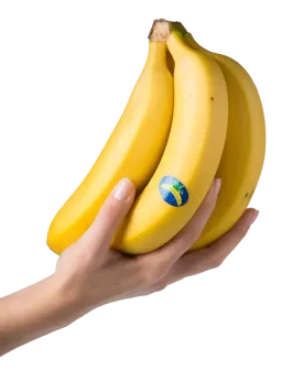 Platanos de Canarias