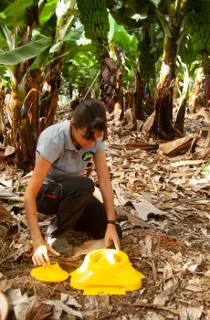Platanos de Canarias