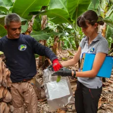 Platanos de Canarias
